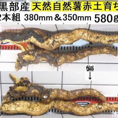 黒部産・超粘り！赤土粘土の典型的天然自然薯2本組≒380mm≒580g