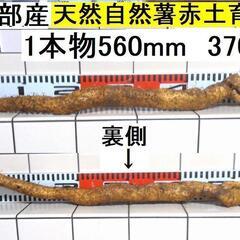 黒部産・超粘り！赤土粘土の典型的天然自然薯≒560mm≒370g