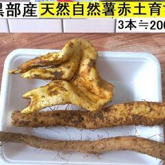黒部産・超粘り！赤土粘土の典型的天然自然薯3本≒200g