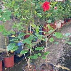 植物　ハイビスカス(仏桑花）の画像