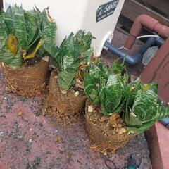 虎の尾　サンセベリア　あげます
