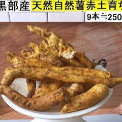 黒部産・超粘り！赤土粘土の典型的天然自然薯9本≒250g