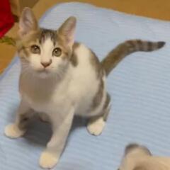 やんちゃなキジ白コテツくん♂4〜5ヶ月くらい