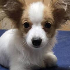 パピヨンの赤ちゃんお値下げ