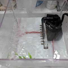   水槽 水中ポンプ 水草 岩 土管