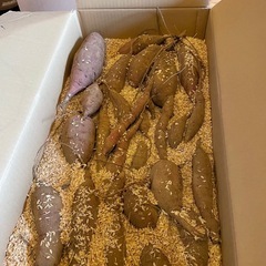 紅はるか　3キロから　保存用籾殻混在