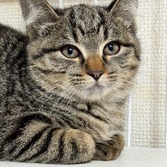 ★里親様✨募集致します★推定2カ月半子猫姉妹※11/24(日)澄...