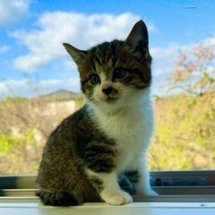 【お話中】かわいいキジシロ男の子😊😊 - 猫