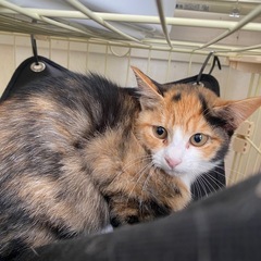 2ヶ月の三毛猫の女の子