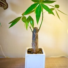 値下！人気の観葉植物パキラ！鉢付！極太幹で美型！おすすめ！育てや...