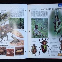 デアゴスティーニの創刊号：世界の昆虫の画像