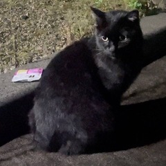 黒猫さんの里親募集中です。