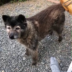 迷子犬を探しています