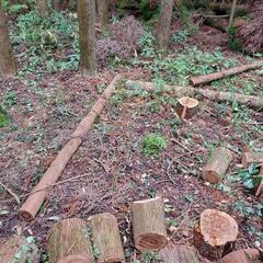 杉、切り倒し、樹皮のみが必要な方用の画像