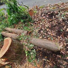 杉、切り倒し、樹皮のみが必要な方用の画像