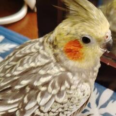 オカメインコパール