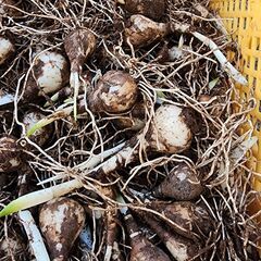 ◾至急！！◾スノーフレークの球根差し上げます