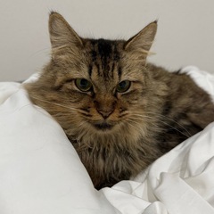 人懐っこい長毛猫ちゃん