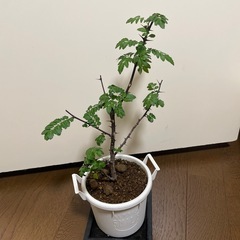 山椒
