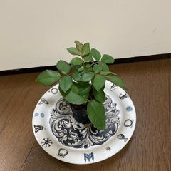 薔薇 フランス品種 クリスチャンディオール つるバラ 赤 苗 ①