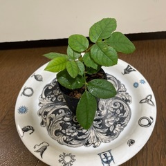 薔薇 フランス品種 クリスチャンディオール つるバラ 赤 苗 ②