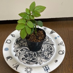 薔薇 フランス品種 クリスチャンディオール つるバラ 赤 苗 ③