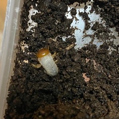 親オス大きめ！　マヤシロカブト　CBF3 幼虫　初令、初2令 5頭　ホンジュラス　クスコ　ナショナルパーク産　マヤシロ　シロカブト　その②の画像