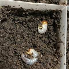 親オス大きめ！　マヤシロカブト　CBF3 幼虫　初令、初2令 5頭　ホンジュラス　クスコ　ナショナルパーク産　マヤシロ　シロカブト　その②の画像