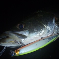 湘南シーバス仲間🎣