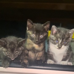 【暖かい家庭へ譲渡いたしました】生後2ヶ月程度の子猫の里親募集中