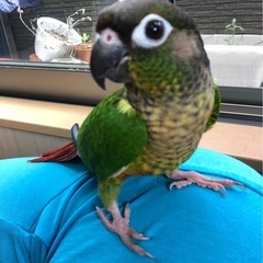 ウロコインコ　コロちゃん