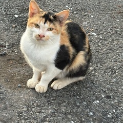 地域猫三毛猫生後半年程度避妊済み