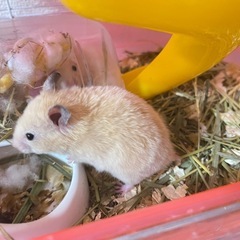 生後１ヶ月キンクマハムスターの男の子