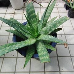 アロエ　大