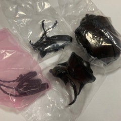 いきもの大図鑑アドバンス　マルスゾウカブトの画像