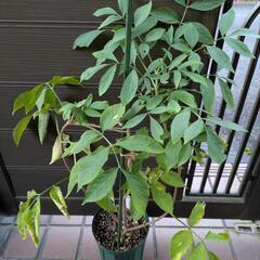 レア☆ 原種 エルダーフラワー 大苗