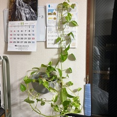 植物　2本の画像