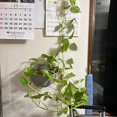 植物　2本の画像