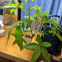 植物　2本の画像