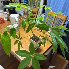 植物　2本の画像
