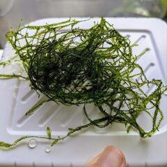 ウィローモス 水草 画像の量
