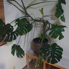 モンステラ　高さ160㎝大型観葉植物　おしゃれ　南国　広い空間に...