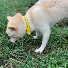 豆柴のすいちゃん - 犬