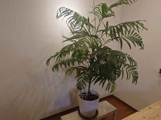 テーブルヤシ　大型観葉植物　高さ160㎝