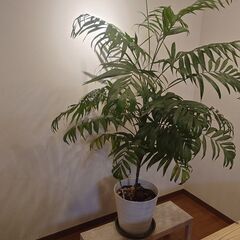 テーブルヤシ　大型観葉植物　高さ160㎝