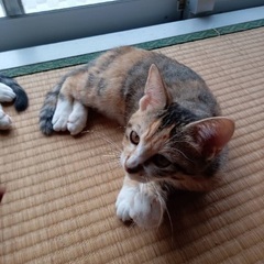 ⭐️三毛猫みかん🍊