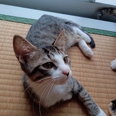 ⭐️キジ白ポンちゃん