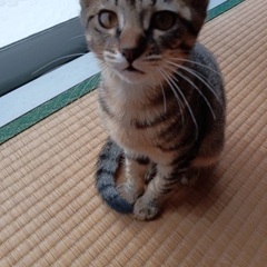 ⭐️こぼれそうなおメメがかわいい「かん」ちゃん