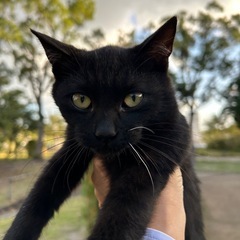 黒猫くん