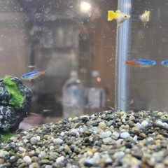 グッピー稚魚